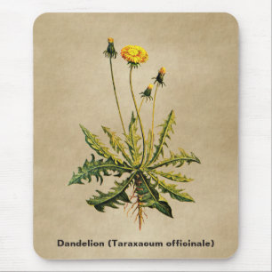 Mousepad Dandelion Em Papel Antigo
