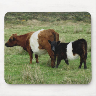 Mousepad Dartmoor cercou a vaca e a vitela de Galloway