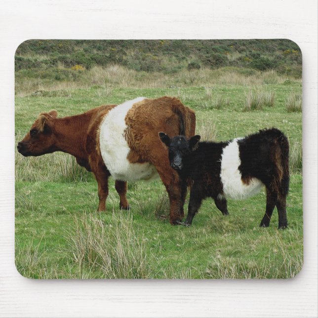 Mousepad Dartmoor cercou a vaca e a vitela de Galloway (Frente)
