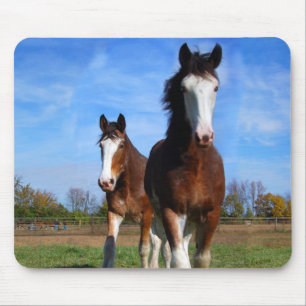Mousepad de 2 Clydesdales
