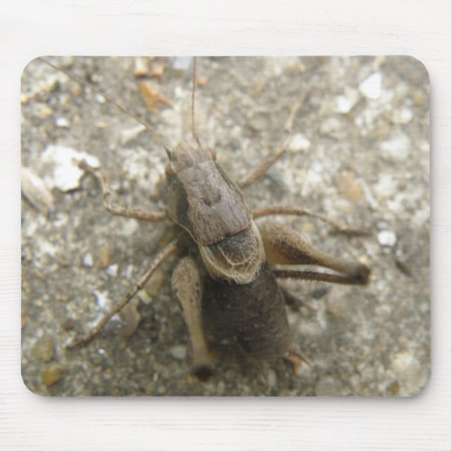 Mousepad de Críquete Castanho (Frente)