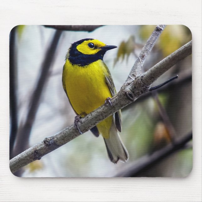 Mousepad de Warbler Hooded (Frente)