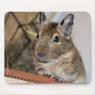 Mousepad Degu bonito