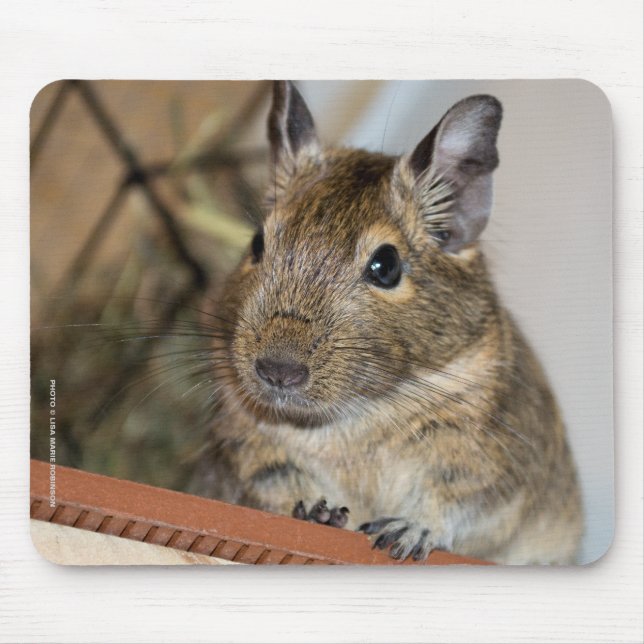 Mousepad Degu bonito (Frente)