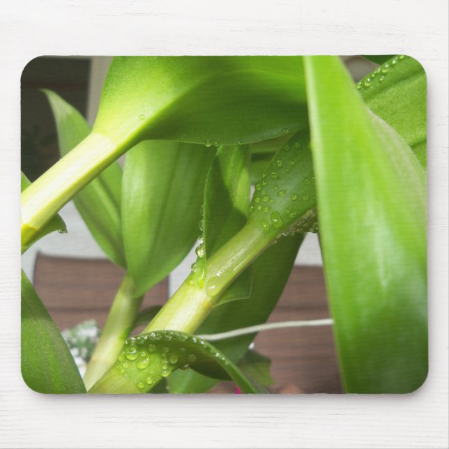 Mousepad Dendrobium Orquídeo colado (Frente)