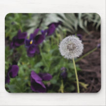 Dente-de-leão & tapete do rato dos pansies