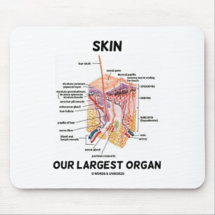 Mousepad Descasque nosso órgão mais maior (as camadas