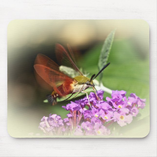 Mousepad Desentendendo Hawk Moth - Hemaris thysbe (Frente)