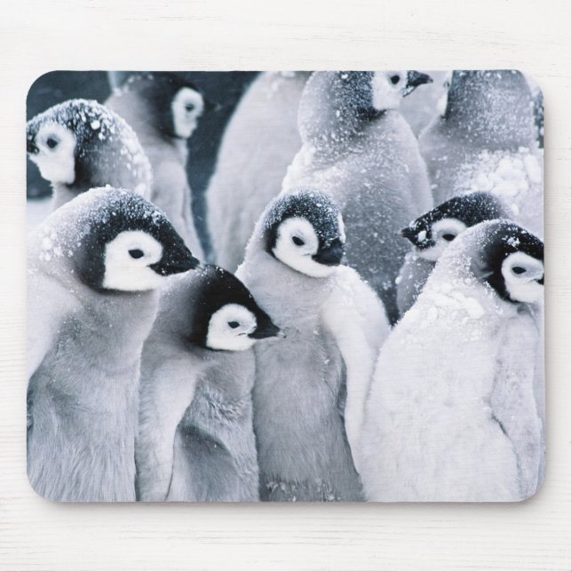 Mousepad design bonito dos pinguins do pinguim do bebê (Frente)