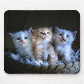 Mousepad Design - Gatinhos Gelados
