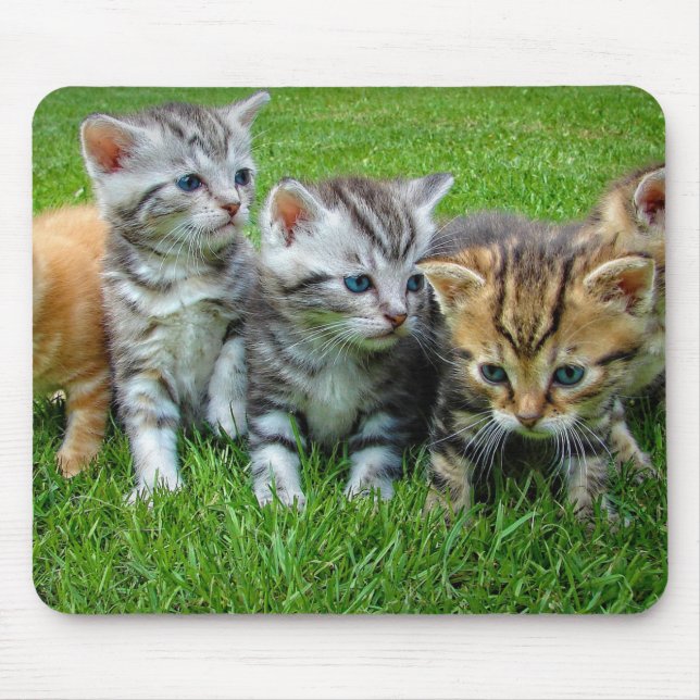 Mousepad Design - Gatinhos giros (Frente)