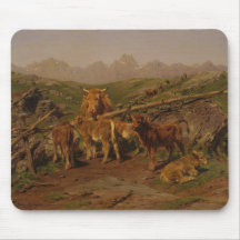 Desmame dos vitelos (Fazenda de gado)