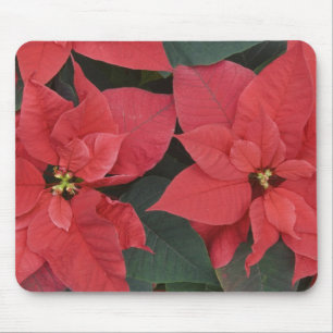 Mousepad Detalhe da Poinsettia Vermelha (Euphorbia pulcherr