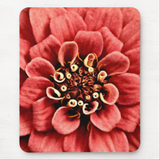 Mousepad detalhe rosa da zinnia é alegre mas não muito bril