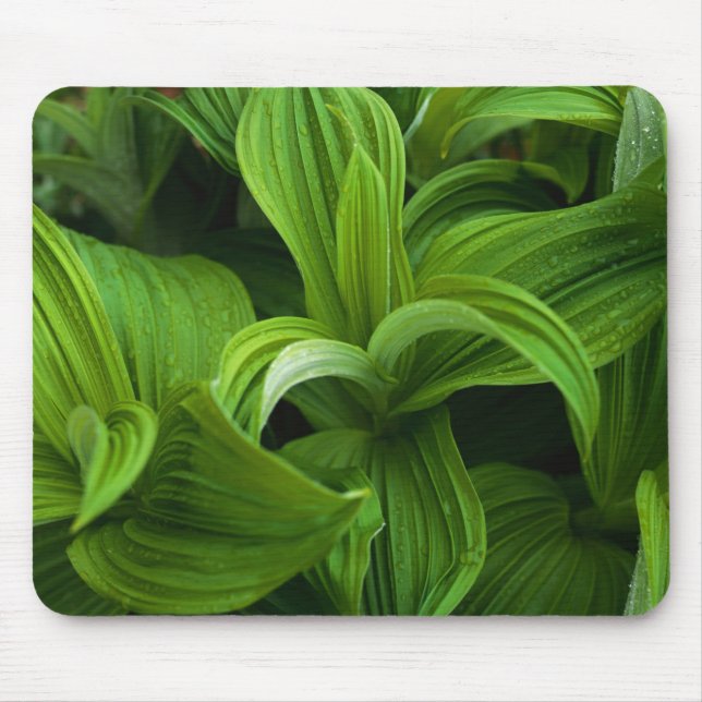 Mousepad Dewdrops em um Helabore falso (Frente)