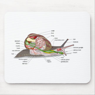 Mousepad Diagram snail Helix aspersa split-sectioned organ