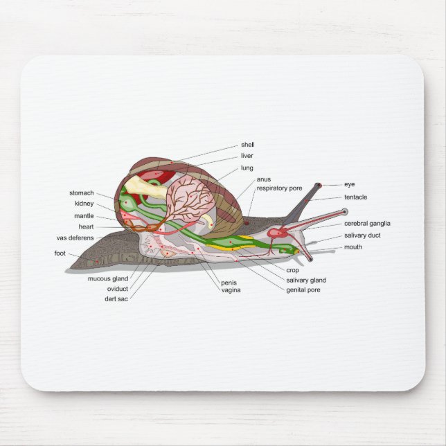 Mousepad Diagram snail Helix aspersa split-sectioned organ  (Frente)