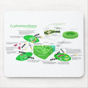 Mousepad Diagrama da fotossíntese C4