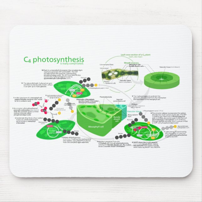 Mousepad Diagrama da fotossíntese C4 (Frente)