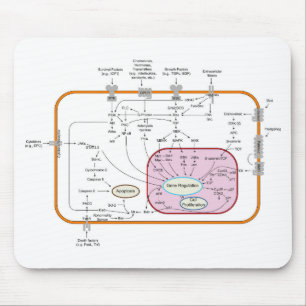 Mousepad Diagrama das vias de transdução do sinal do gene c