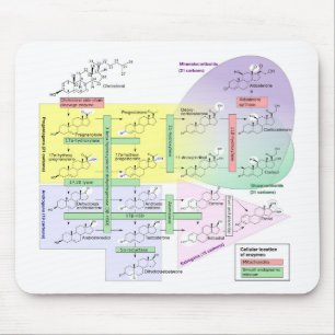 Mousepad Diagrama de Esteroidogênese Humana Química Biológi