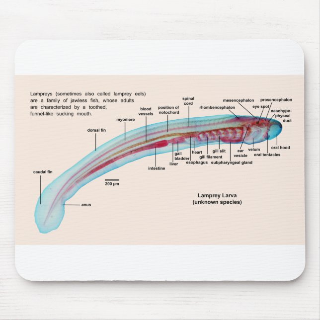 Mousepad Diagrama de uma larva da espécie da lampreia de (Frente)