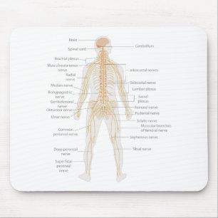 Mousepad Diagrama do Corpo do Sistema Nervoso Humano