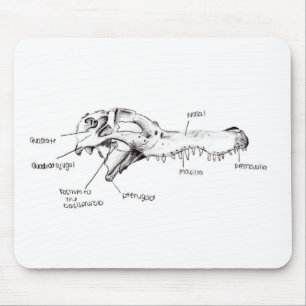 Mousepad Diagrama do crânio do jacaré