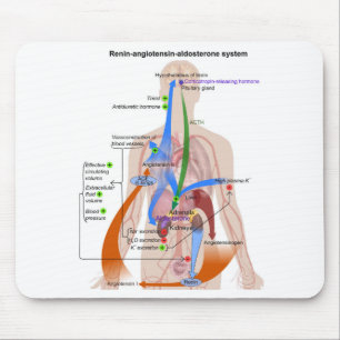 Mousepad Diagrama do Sistema da Renina-Angiotensina Diagram