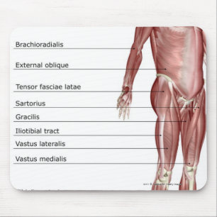 Mousepad Diagrama do sistema muscular