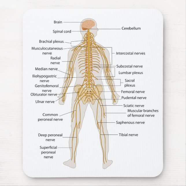 Mousepad Diagrama do sistema nervoso de corpo humano (Frente)