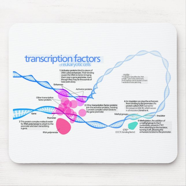 Mousepad Diagrama dos Fatores de Transcrição do Gene das Cé (Frente)