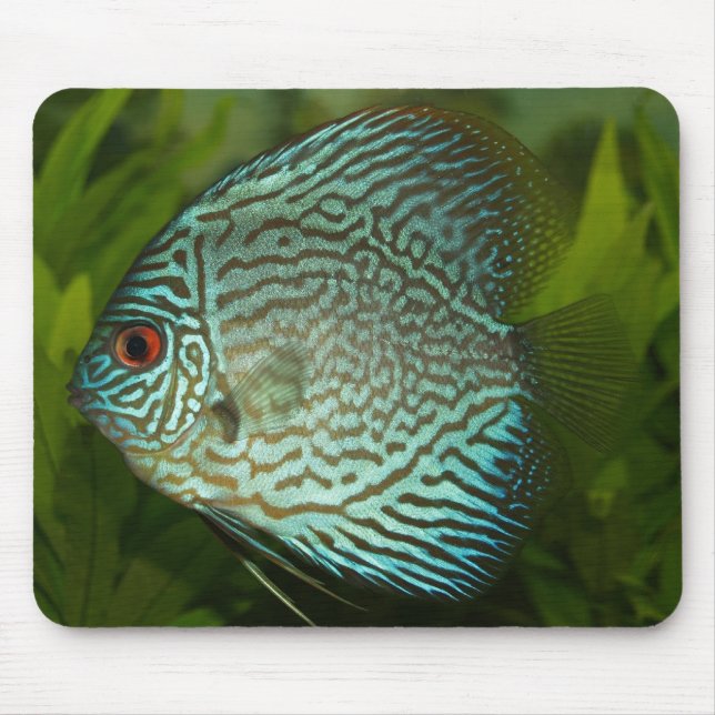 Mousepad Disco - Symphysodon aequifasciata (Frente)