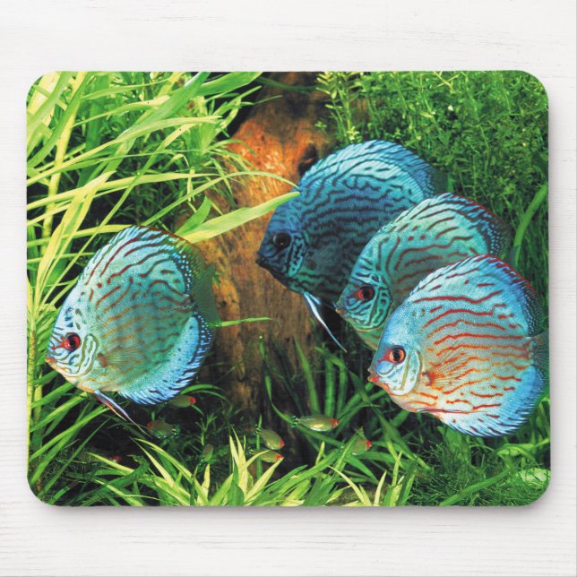 Mousepad Discus Fish in aquatic plant aquqrium (Frente)