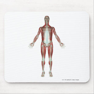 Mousepad Disposição de todos os músculos no corpo humano