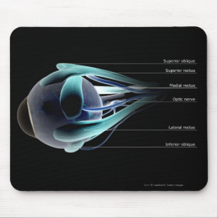 Mousepad Disposição de todos os músculos no olho humano
