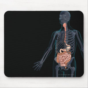 Mousepad Disposição do sistema digestivo humano