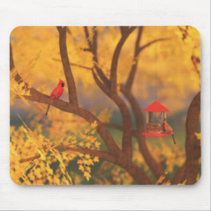Mousepad do Autumn Guardian