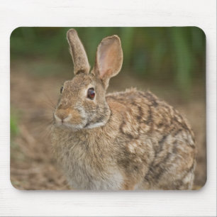 Mousepad do coelho