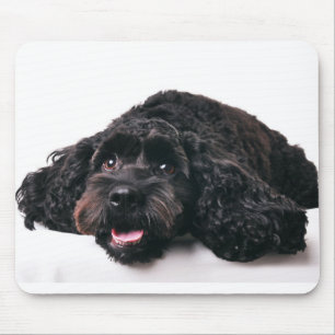mousepad do filhote de cachorro da mistura da