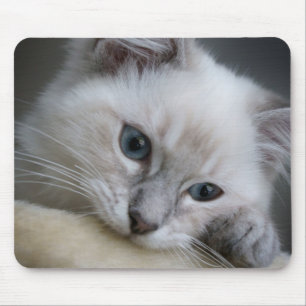 mousepad do gatinho do ragdoll