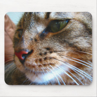 Mousepad do gato de gato malhado