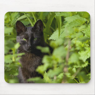 Mousepad do gato preto