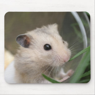 mousepad do hamster