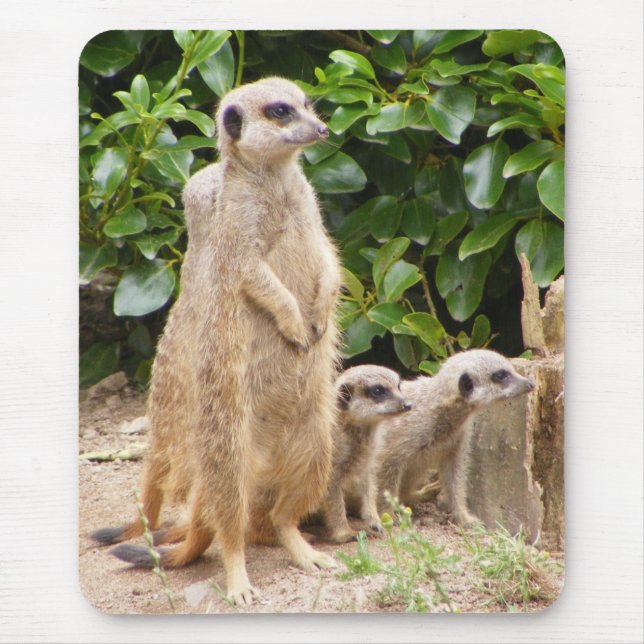 mousepad do meerkat (Frente)