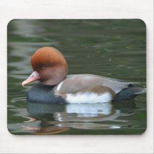 Mousepad do pato selvagem