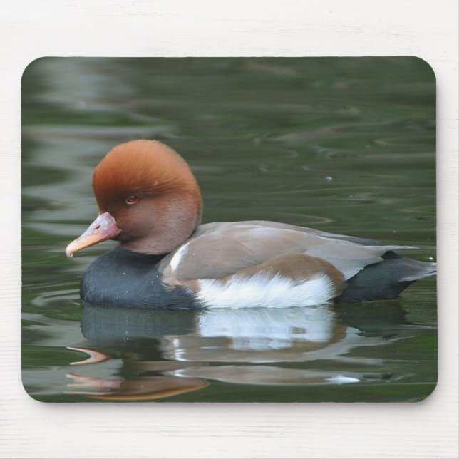 Mousepad do pato selvagem (Frente)