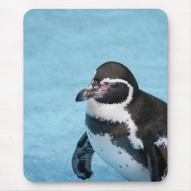 Mousepad do Pinguim-de-magalhães (Frente)