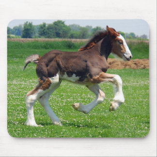 Mousepad do potro de Clydesdale