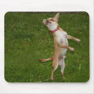Mousepad Doce Charlie Chihuahua